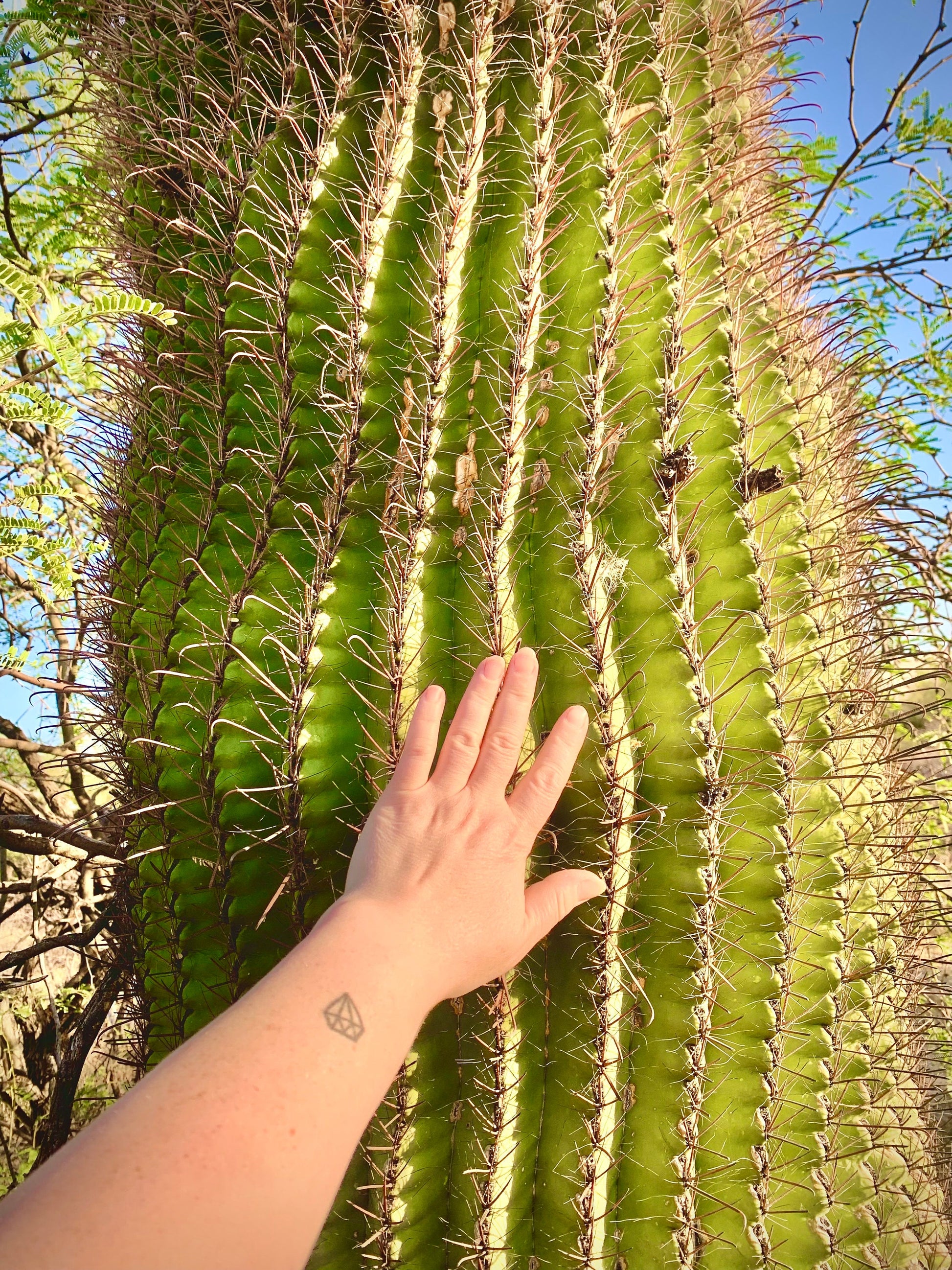 SEEDS for Candy Barrel Cactus ~ Fishhook Barrel - Ferocactus Wislizeni ~ Native Arizona Sonoran Desert Cactus ~ Ethically Sourced Seeds