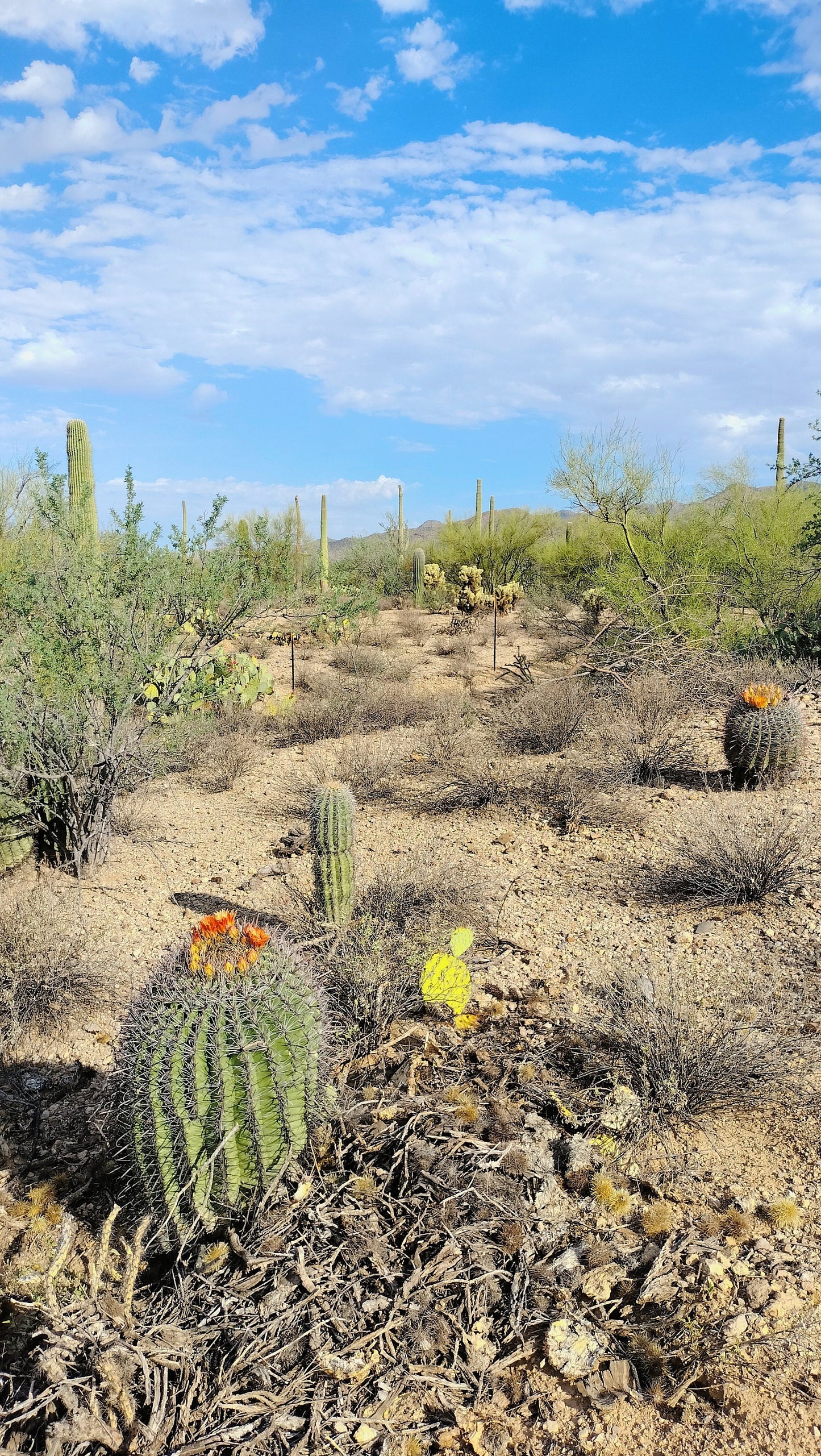 SEEDS for Candy Barrel Cactus ~ Fishhook Barrel - Ferocactus Wislizeni ~ Native Arizona Sonoran Desert Cactus ~ Ethically Sourced Seeds