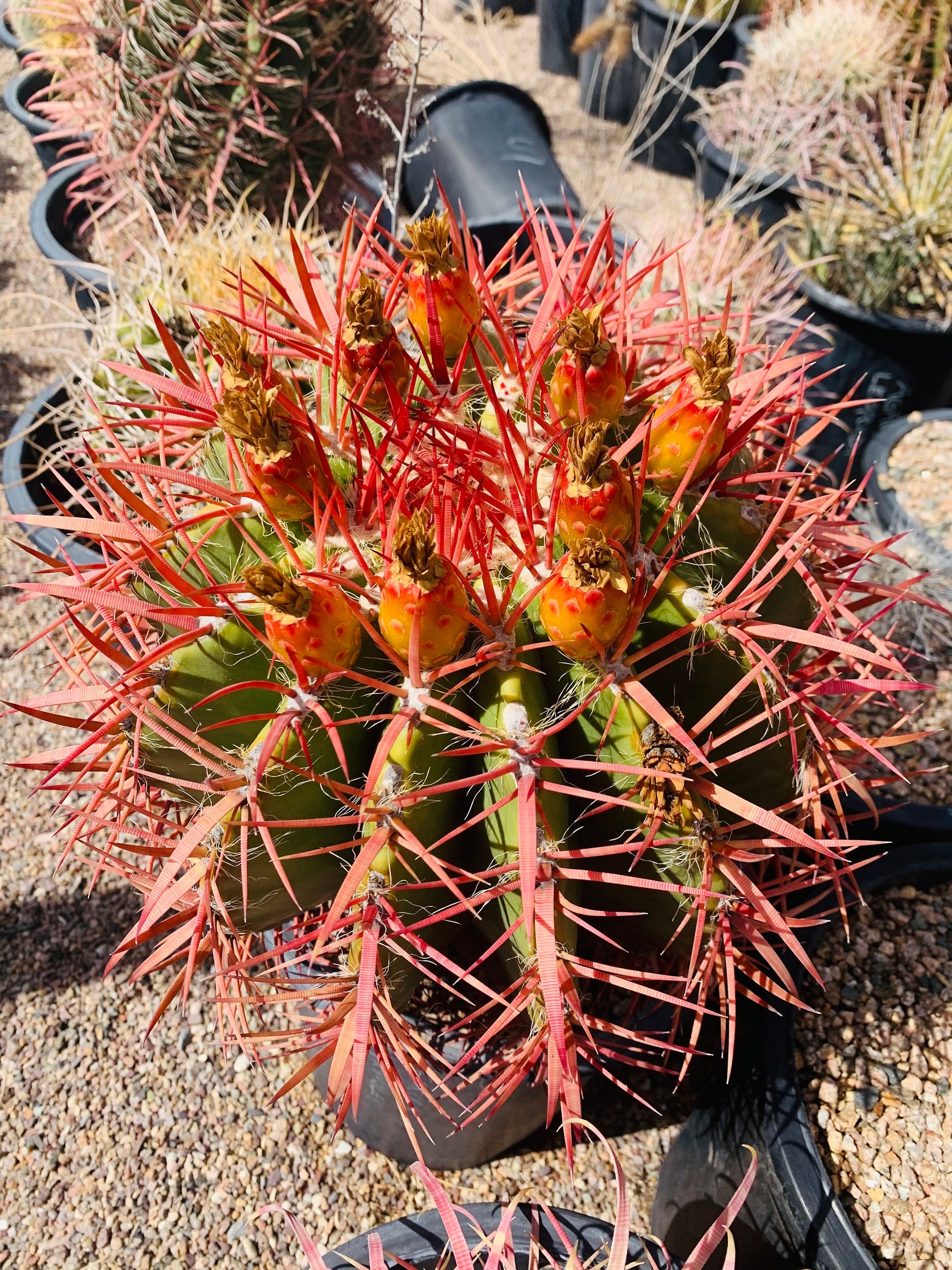 SEEDS for Candy Barrel Cactus ~ Fishhook Barrel - Ferocactus Wislizeni ~ Native Arizona Sonoran Desert Cactus ~ Ethically Sourced Seeds