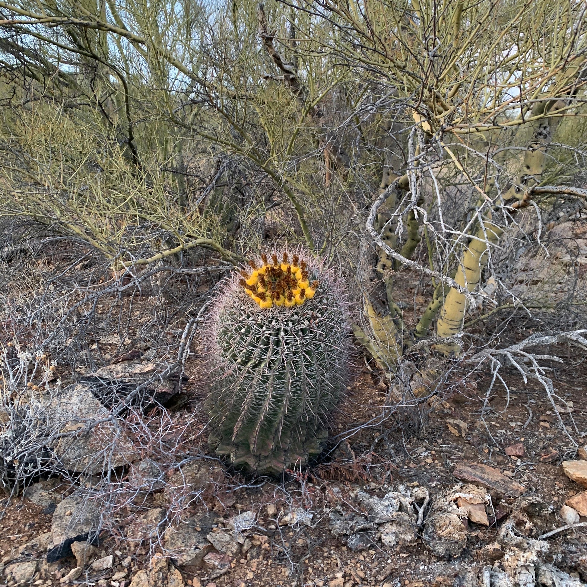 SEEDS for Candy Barrel Cactus ~ Fishhook Barrel - Ferocactus Wislizeni ~ Native Arizona Sonoran Desert Cactus ~ Ethically Sourced Seeds