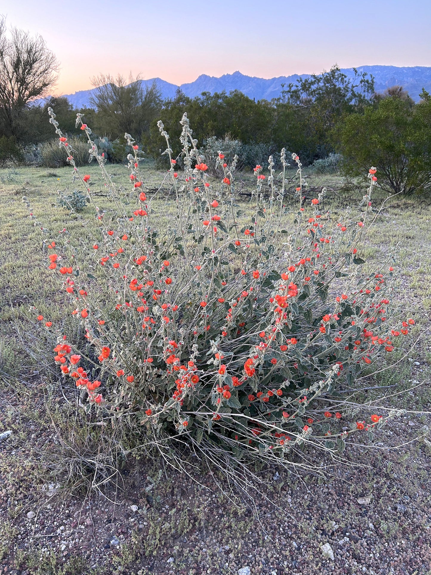 SEEDS for Apricot Globe Mallow Flowering Plant ~ Native Arizona Sonoran Desert Shrub ~ Ethically Sourced Seed ~ Red Orange Coral Pink Blooms