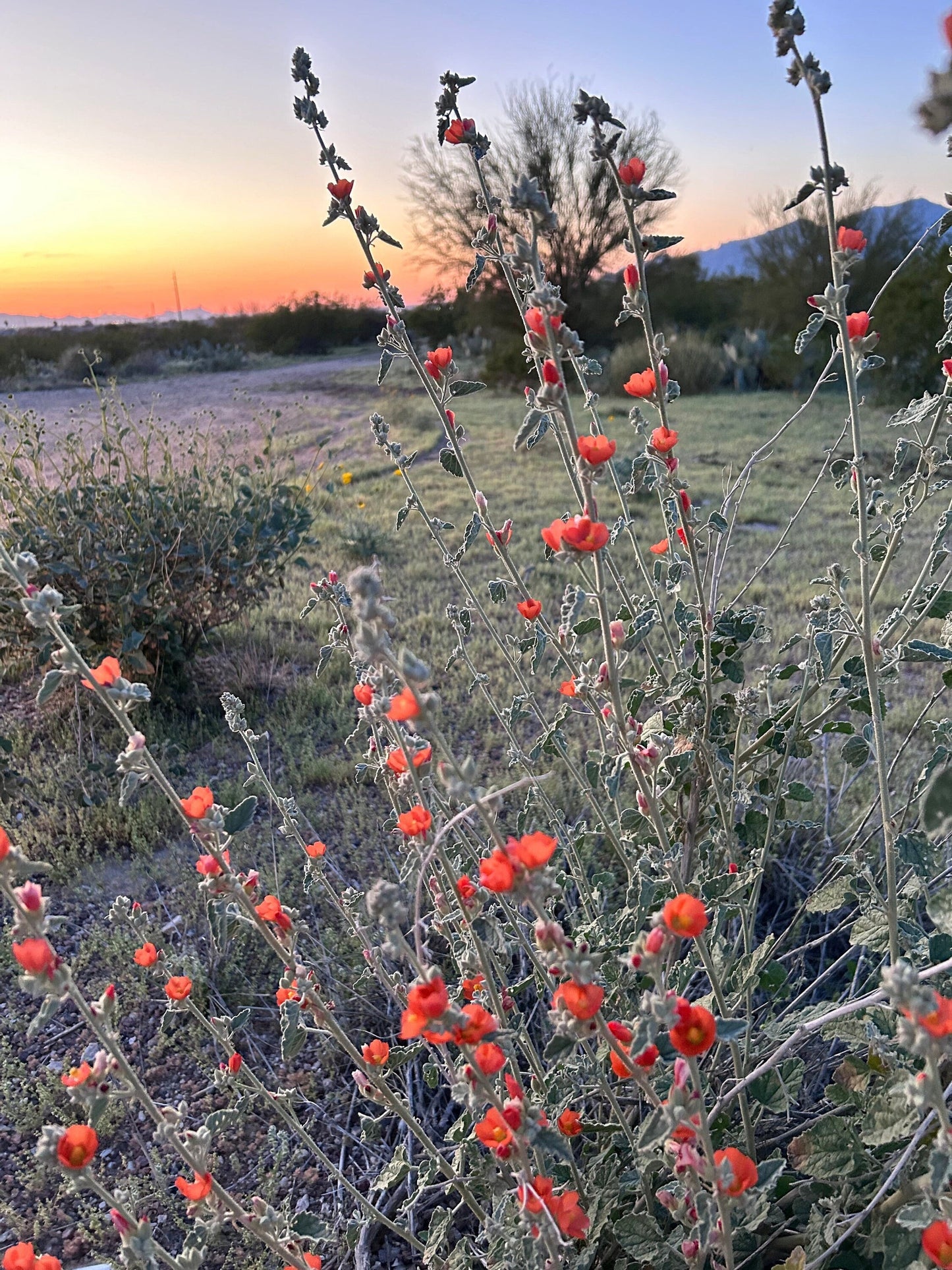 SEEDS for Apricot Globe Mallow Flowering Plant ~ Native Arizona Sonoran Desert Shrub ~ Ethically Sourced Seed ~ Red Orange Coral Pink Blooms