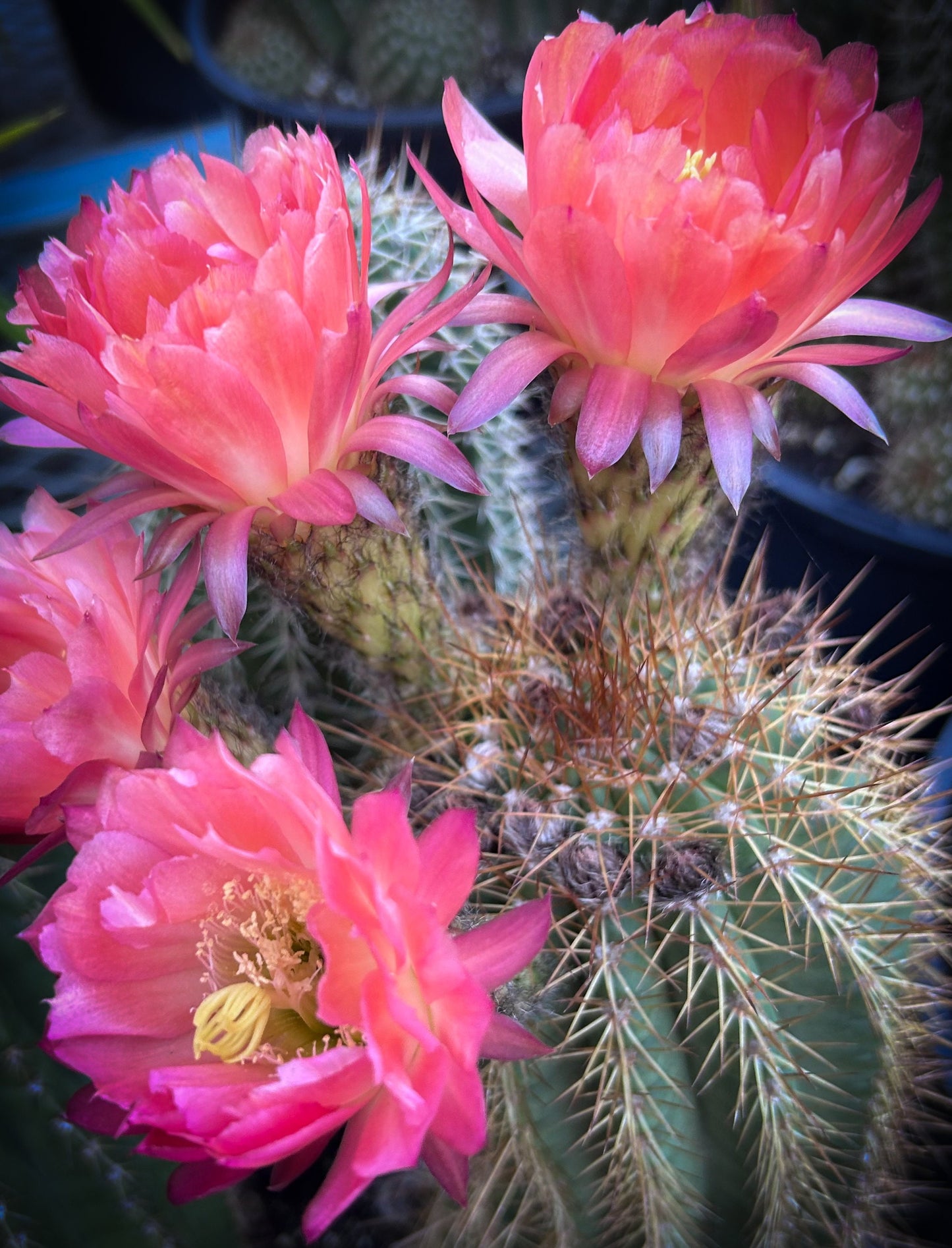 SEEDS for "Neon Sunset" Flowering Cactus Trichocereus Grandiflorus hybrid ~ Giant Hot Pink Magenta Blooms ~ Columnar Branching Torch Cactus