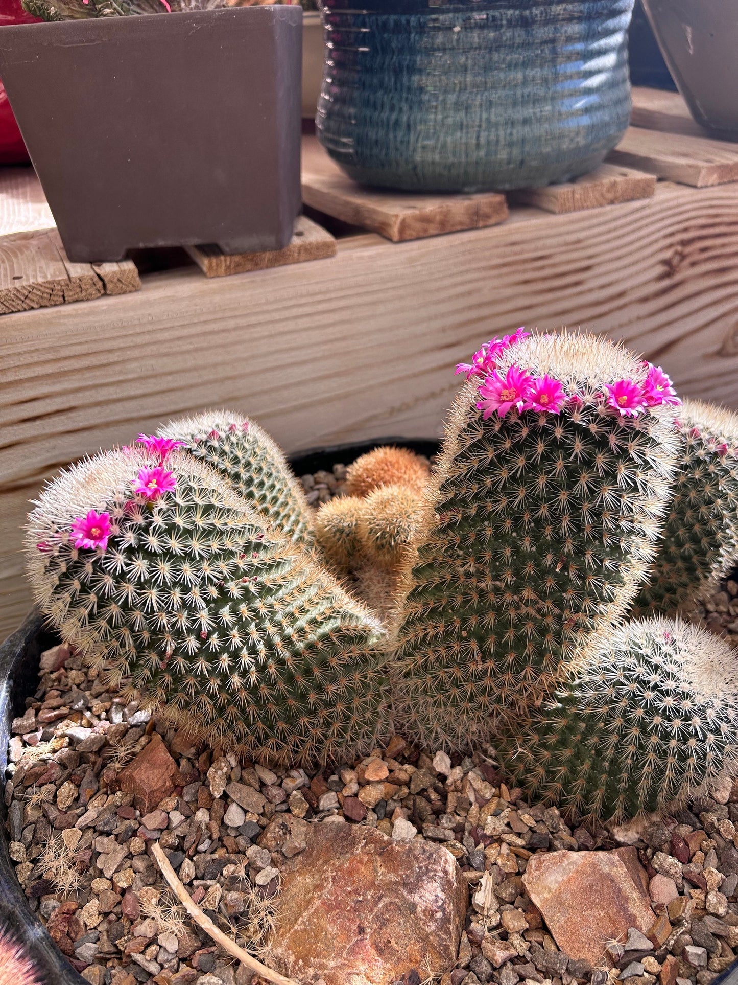 Pink Thumb Cactus - Mammillaria Matudae Pink Flowering Pincushion Round Desert Succulent - Live Plant from Arizona