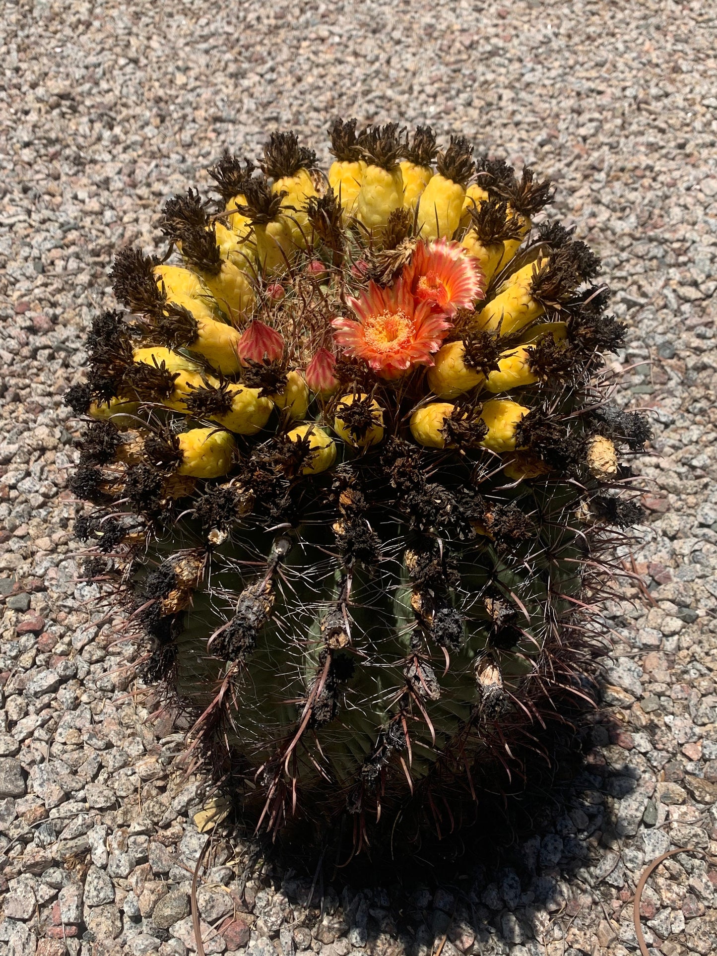 SEEDS for Candy Barrel Cactus ~ Fishhook Barrel - Ferocactus Wislizeni ~ Native Arizona Sonoran Desert Cactus ~ Ethically Sourced Seeds