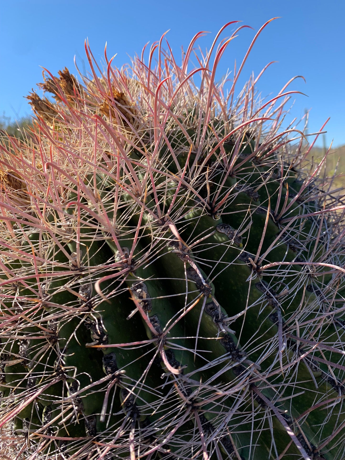 SEEDS for Candy Barrel Cactus ~ Fishhook Barrel - Ferocactus Wislizeni ~ Native Arizona Sonoran Desert Cactus ~ Ethically Sourced Seeds