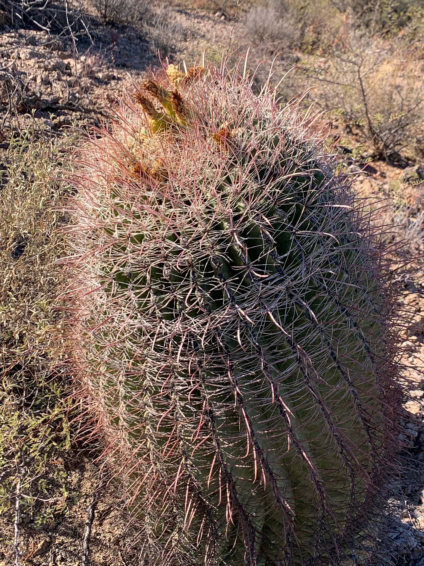 SEEDS for Candy Barrel Cactus ~ Fishhook Barrel - Ferocactus Wislizeni ~ Native Arizona Sonoran Desert Cactus ~ Ethically Sourced Seeds