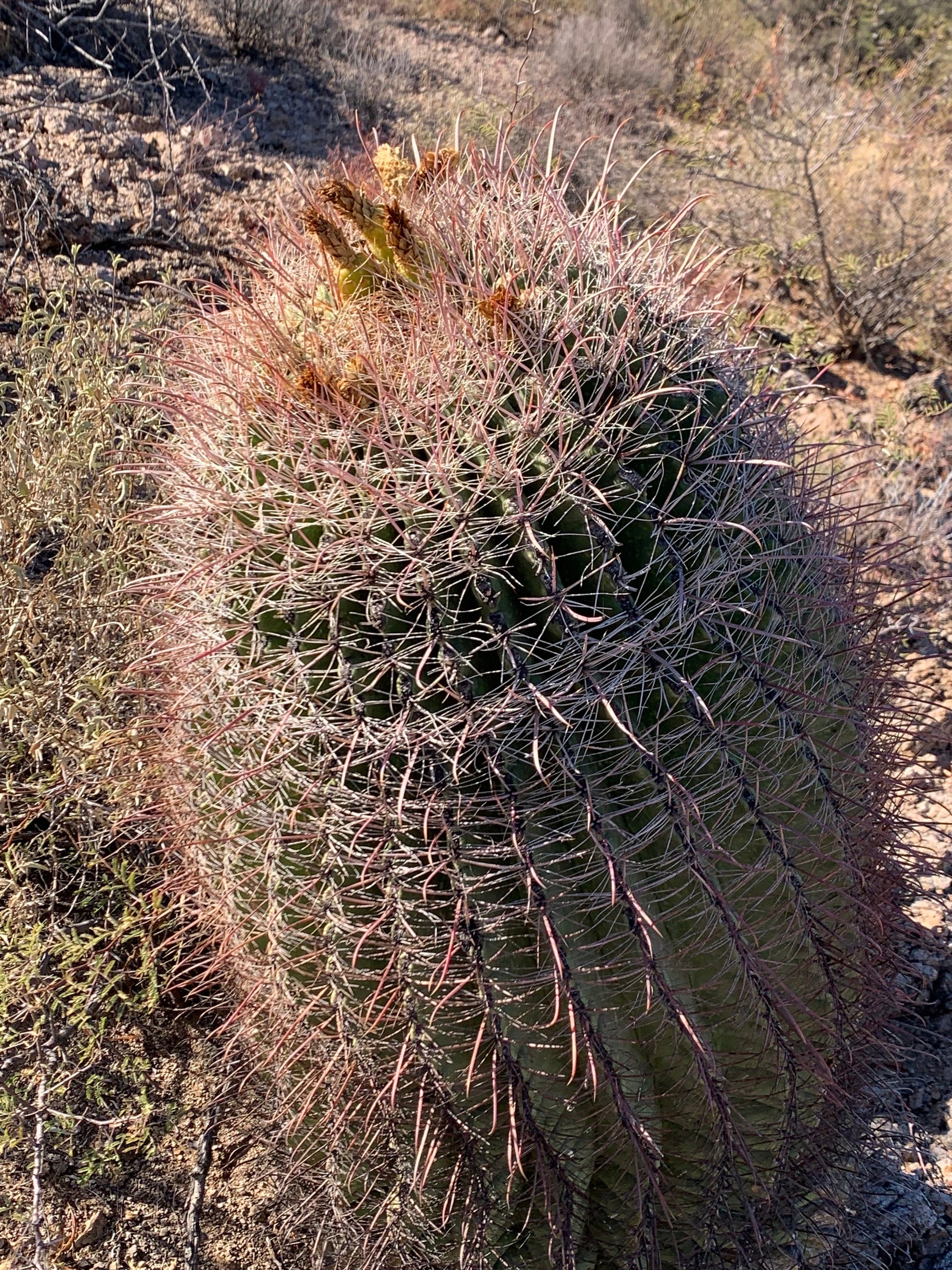 SEEDS for Candy Barrel Cactus ~ Fishhook Barrel - Ferocactus Wislizeni ~ Native Arizona Sonoran Desert Cactus ~ Ethically Sourced Seeds