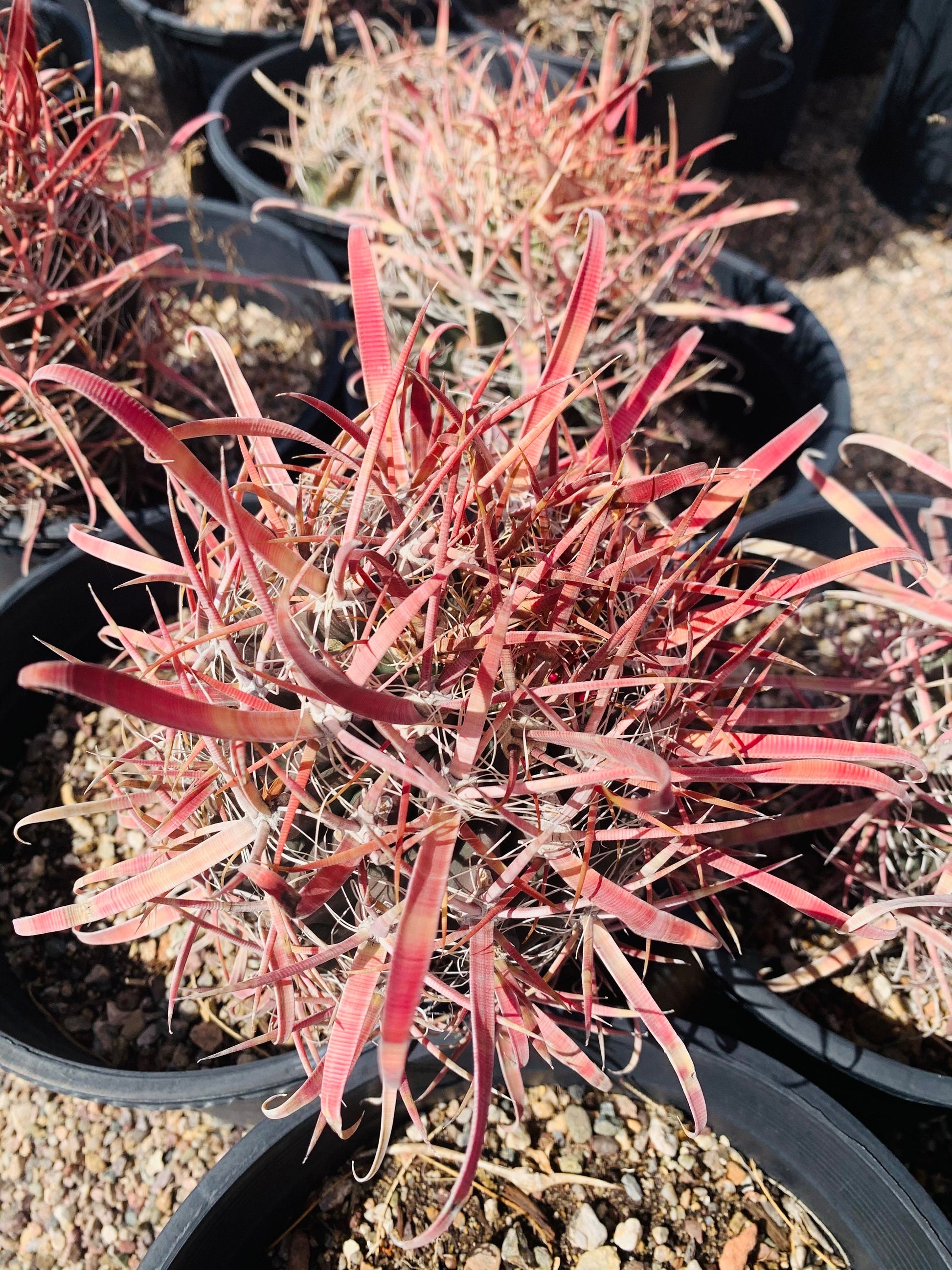 SEEDS for Candy Barrel Cactus ~ Fishhook Barrel - Ferocactus Wislizeni ~ Native Arizona Sonoran Desert Cactus ~ Ethically Sourced Seeds