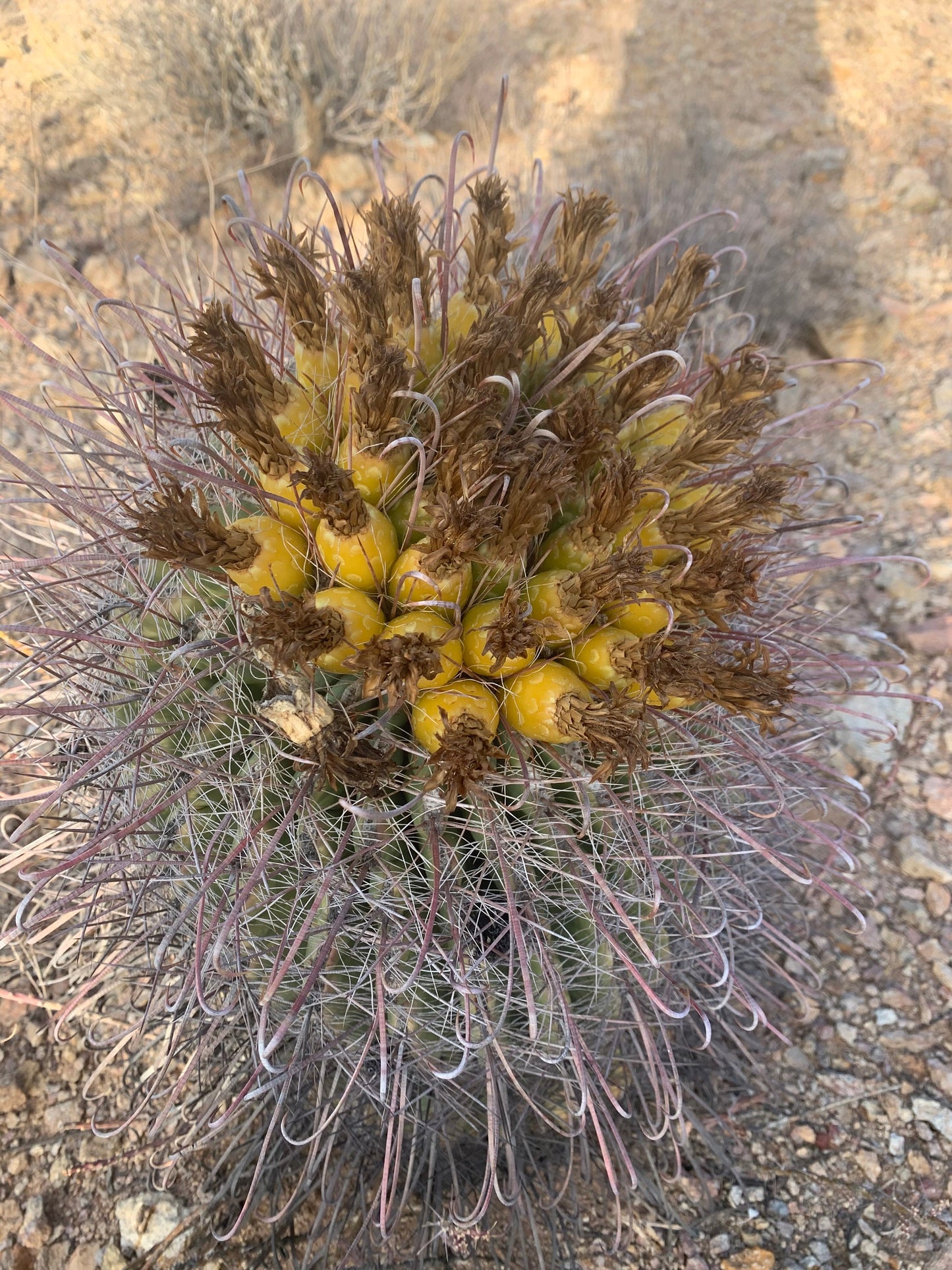 SEEDS for Candy Barrel Cactus ~ Fishhook Barrel - Ferocactus Wislizeni ~ Native Arizona Sonoran Desert Cactus ~ Ethically Sourced Seeds