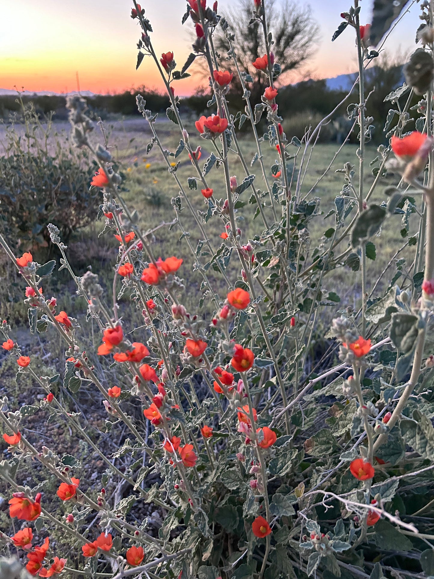 SEEDS for Apricot Globe Mallow Flowering Plant ~ Native Arizona Sonoran Desert Shrub ~ Ethically Sourced Seed ~ Red Orange Coral Pink Blooms