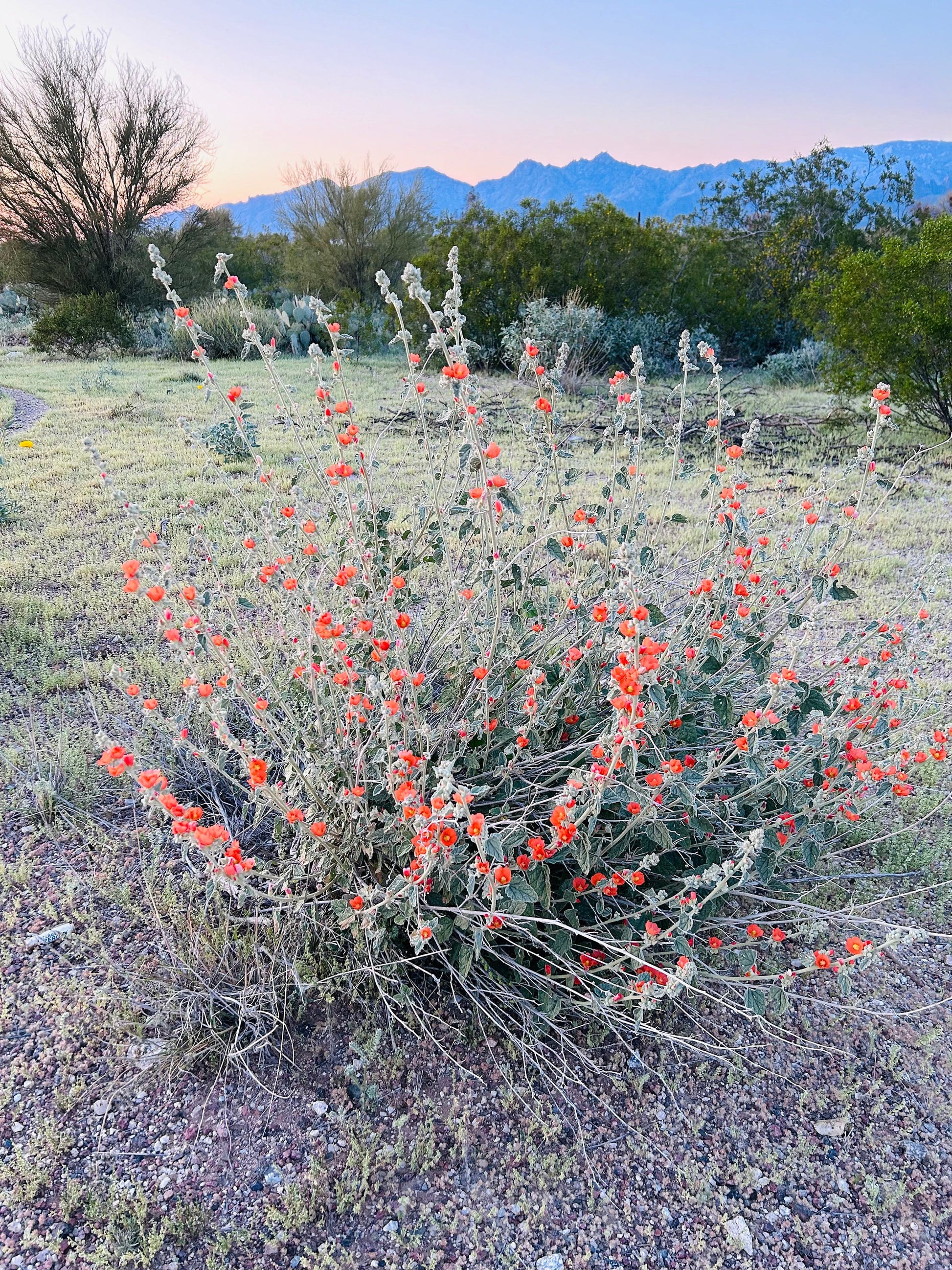 SEEDS for Apricot Globe Mallow Flowering Plant ~ Native Arizona Sonoran Desert Shrub ~ Ethically Sourced Seed ~ Red Orange Coral Pink Blooms