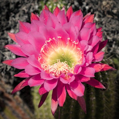 SEEDS for "Neon Sunset" Flowering Cactus Trichocereus Grandiflorus hybrid ~ Giant Hot Pink Magenta Blooms ~ Columnar Branching Torch Cactus