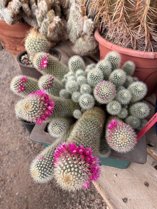 Pink Thumb Cactus - Mammillaria Matudae Pink Flowering Pincushion Round Desert Succulent - Live Plant from Arizona