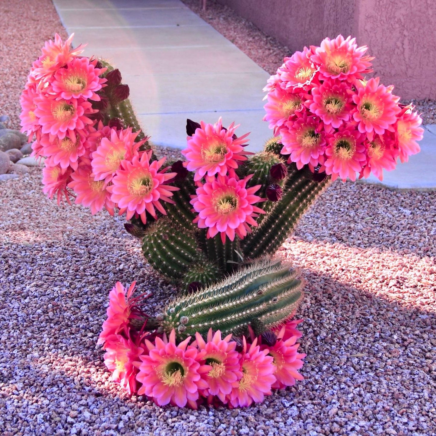 SEEDS for "Neon Sunset" Flowering Cactus Trichocereus Grandiflorus hybrid ~ Giant Hot Pink Magenta Blooms ~ Columnar Branching Torch Cactus