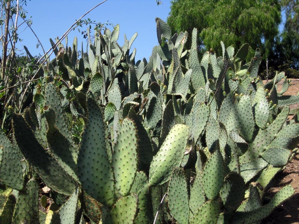 Opuntia Linguiformis "Cow's Tongue" - Yellow Flowering Prickly Pear - Fruiting Edible Desert Long Tall Padded Succulent Tree from Arizona