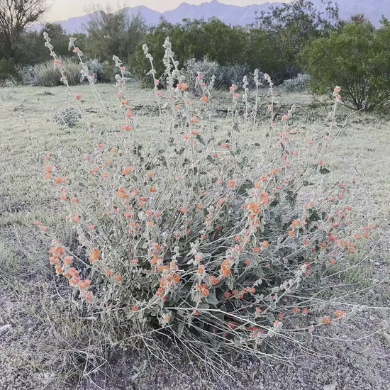 SEEDS for Apricot Globe Mallow Flowering Plant ~ Native Arizona Sonoran Desert Shrub ~ Ethically Sourced Seed ~ Red Orange Coral Pink Blooms