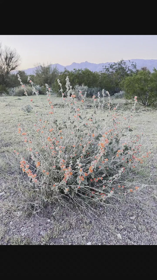 SEEDS for Apricot Globe Mallow Flowering Plant ~ Native Arizona Sonoran Desert Shrub ~ Ethically Sourced Seed ~ Red Orange Coral Pink Blooms