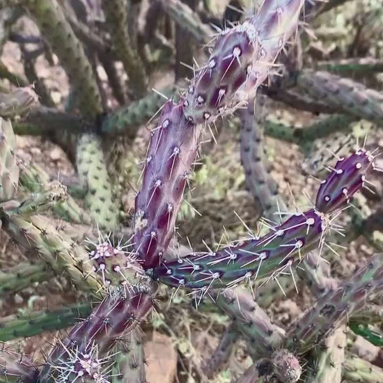 SEEDS for Purple Staghorn Cholla - Cylindropuntia Versicolor - Wild Grown Arizona Spiky Purple Desert Succulent Plant ~ Multicolor Blooms