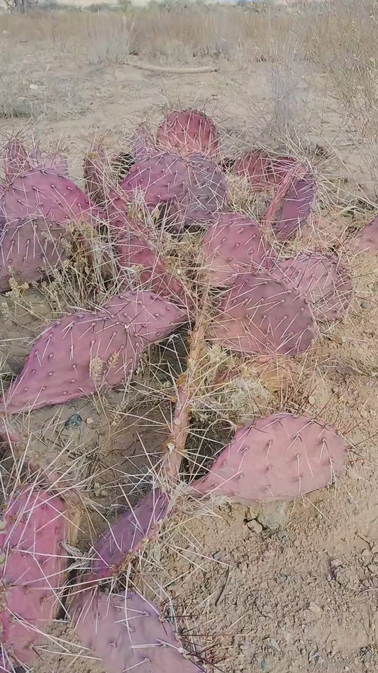 Purple Prickly Pear - Opuntia Macrocenta - Long Spined Variety - Yellow Blooms ~ Flowering Purple Porcupine Cactus