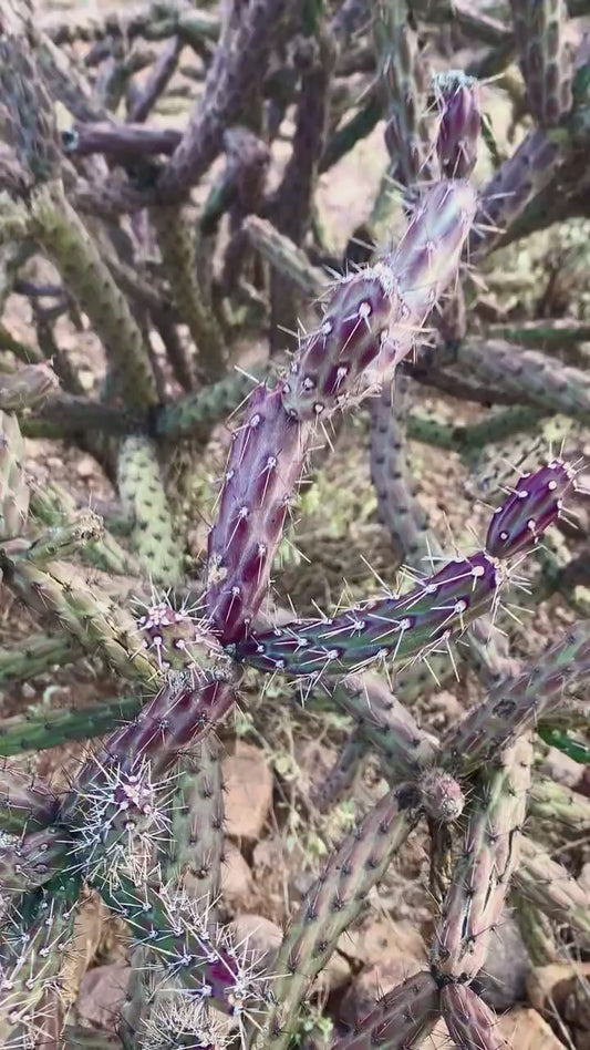 Purple Staghorn Cholla - Cylindropuntia Versicolor - Wild Grown in Arizona - Spiky Purple Desert Succulent Plant ~ Yellow Purple Pink Blooms